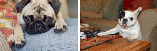 Photos of a pug laying on a bed and a French Bulldog with her paws up on a coffee table