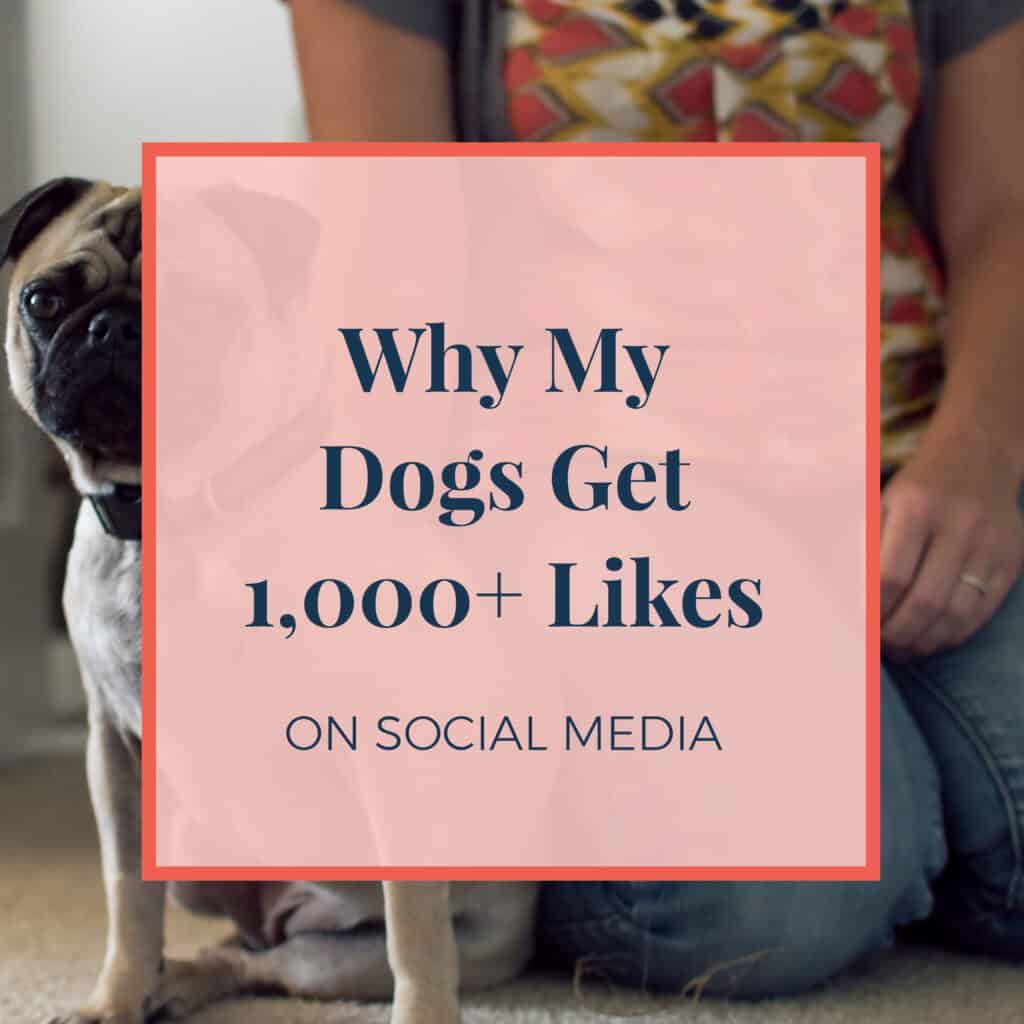 Why My Dogs Get 1000+ Likes on Social Media For My Business